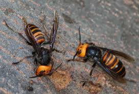 La puntura letale del calabrone. Vespa Mandarinia Api E Calabroni Vari Facciamo Chiarezza Agronotizie Zootecnia