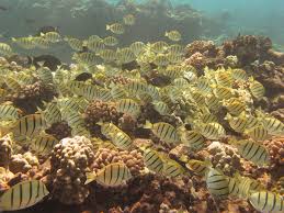 4224 waialae ave ste 621, honolulu, hi 96816. Coral Reefs