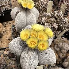 Image result for Centrostigma