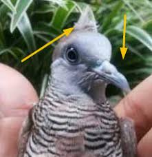 We did not find results for: Pamor Perkutut Majapahit Bagi Pemilik Baik Buruknya Trikburung Com 2021 Trikburung Com 2021