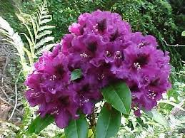 Rhododendron Purple Splendour Flower Garden Rhododendron Purple Flowers