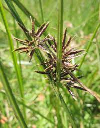 Image result for Pycreus mundtii