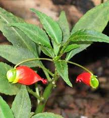 Image result for Impatiens mildbraedii
