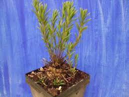 Image result for Aeollanthus subacaulis