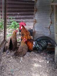 Ayam bangkok aduan harus mempunyai bentuk tubuh ideal supaya bisa menang saat bertanding. Warisan Petani Menternak Ayam Hutan
