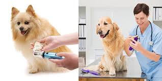 10 best pet nail grinders of september 2020. Top 10 Best Pet Nail Grinders Reviews In 2021 Buying Guides