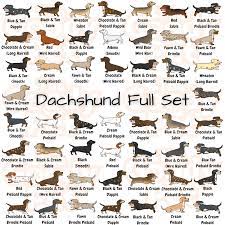 We did not find results for: 25 Colors And Patterns Of A Dachshund That You Never Knew Existed Thegoodypet