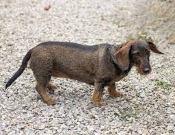 Learn more about puppy day and ways to celebrate. Hunde Feiertage Aus Der Ganzen Welt Www Kuriose Feiertage De