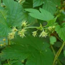 Popüler bir efsaneye göre, saksağan yuvaya parlak nesneler ve. S Harfi Baslayan Bitkiler