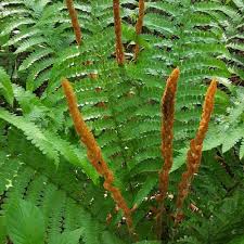 Image result for Athyrium