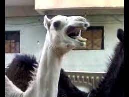 This camel sounds just like peter griffin. Pin On For The H