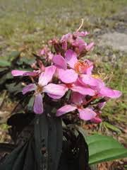 Image result for Dichaetanthera