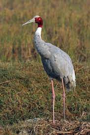 Descarga videos online de las principales redes sociales. Sarus Crane Wikipedia