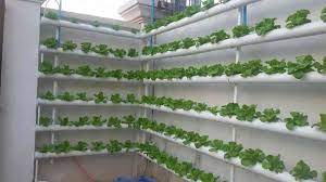 Butter Head Lettuce Made In Cambodia Source Hydroponics In Cambodia Hydroponics Grow Food Berkebun Hidroponik Aquaponics Berkebun Untuk Pemula
