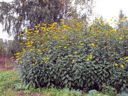 Try as you might, it's impossible to harvest every last one, and they'll. How To Grow Jerusalem Artichokes Sunchokes Gardener S Path