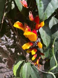 Image result for Thunbergia mysorensis