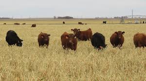 Grazed specializes in creative graze boxes, boards, & more filled with artisan cheeses & meats, seasonal fresh & dried fruits and veggies, & other fun accompaniments. Value Of Oats And Brassicas For Fall Forage Cropwatch University Of Nebraska Lincoln