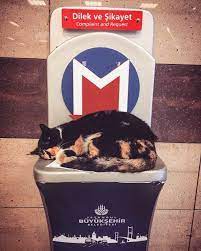 The Cat Who Refused To Move For Commuters Owns That Metro Station In Istanbul Cats Metro Station Cats And Kittens