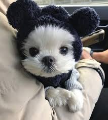 Pets Dogs Animal Dog Breeds Dog Funny Dog Photography Boxer Dog Dog Stuff Dog Training Dog Memes Dog In 2020 Cute Little Puppies Cute Baby Animals Cute Animals