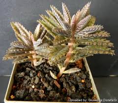 Image result for Kalanchoe daigremontiana