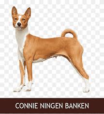 We strive to breed quality healthy pure bred plummers. Basenji Portuguese Podengo Tenterfield Terrier Plummer Terrier Dog Breed Nasi Mammal Carnivoran Dog Like Mammal Png Pngwing