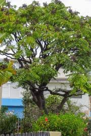 Image result for Polyscias fulva