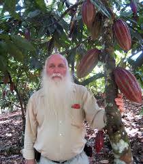 Like �candlestick plants� (cassia alata) with their big spikes of golden flowers or. Dna Of Cocoa Bean Tree Sequenced By Mars And Hershey The New York Times