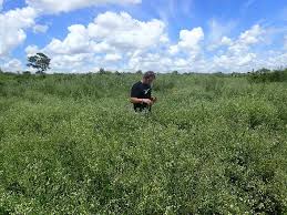 Image result for Leucas sexdentata