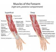 Arm muscle anatomy arm anatomy human anatomy forearm muscles big muscles nerve palsy muscle diagram radial nerve latissimus dorsi more information. Muscles Of The Posterior Arm Flashcards Quizlet