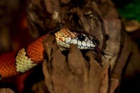 Video Le Serpent Mortel Qui Errait Dans Les Rues De Castres Etait Une Couleuvre Inoffensive Actu Toulouse Serpent corail, anaconda, serpent arboricole… les serpents d'amazonie ! video le serpent mortel qui errait