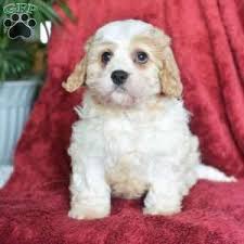 Our cavachons are beautiful, healthy, & smart! Puppies For Sale Under 500 Price Under 500 Greenfield Puppies Golden Labrador Puppies Cavachon Puppies Golden Retriever Mix Puppies