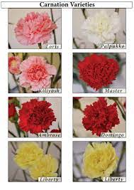 Carnation Flower Meaning In Marathi Best Flower Wallpaper
