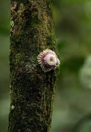 Image result for Napoleonaea