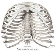 The top edge of the manubrium has a depression called the suprasternal or jugular notch. Pin On Thorax