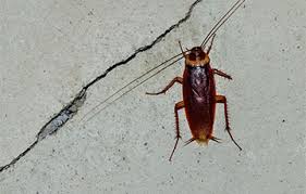 Now, we are more convenient than ever! X Team Termite And Pest Control