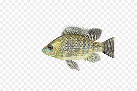 Download now kumpulan ilustrasi ikan bream elemen desain stock vector. Ikan Nila Ikan Mujair Aureus Ikan Gambar Png