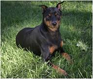 miniature pinscher dog breed facts and traits hills pet