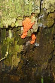 Image result for Erythrococca atrovirens