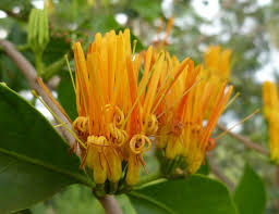 Image result for Englerina