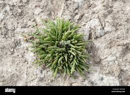 Image result for Sarcocornia