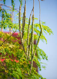 Image result for Moringa oleifera