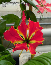 Image result for Gloriosa superba