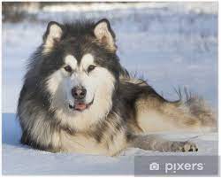 Alaskan malamutes are wonderful with older children. Poster Alaskan Malamute Im Schnee Pixers Wir Leben Um Zu Verandern