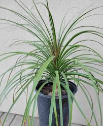 Image result for Beaucarnea recurvata
