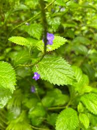 Image result for Stachytarpheta cayennensis