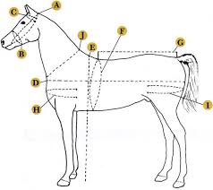 Size Chart Animals Horses Horses Horse Harness Horse
