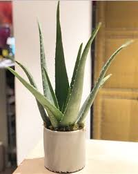 Evlerimizde, işyerlerimizde ve ofislerimizde büyütmesi basit olan süs bitkisidir. Ribbon Ev Bitkisi Onerileri