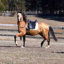 With a few clicks you can find horses in your area, or find horses with the breeding, training, color, or any other attribute that you are interested in. Cielo Azure Lusitanos