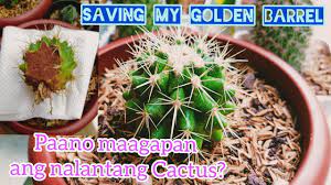 Below are some golden rules for watering your cactus. Trying To Save A Cactus From Rotting Dying Saving My Golden Barrel Youtube