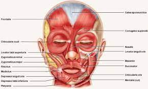 Home » print and make » worksheets. Muscular System Accessscience From Mcgraw Hill Education